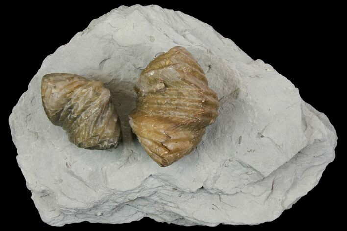 Multiple Fossil Brachiopod (Platystrophia) Plate - Kentucky #136607